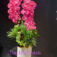 HOA LAN PHUN SƠN MỸ THUẬT PS03